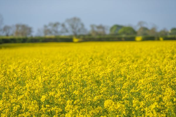 Ponteland