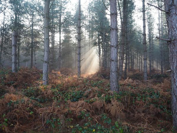 Rendlesham