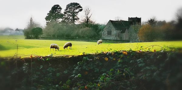 SALTWOOD