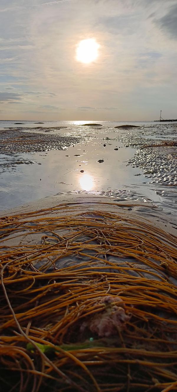 Selsey