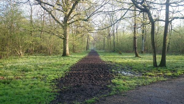 Shenley Wood
