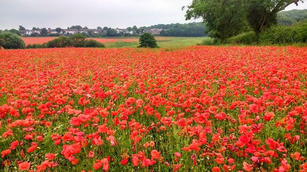 Shepshed