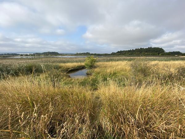 Skinflats