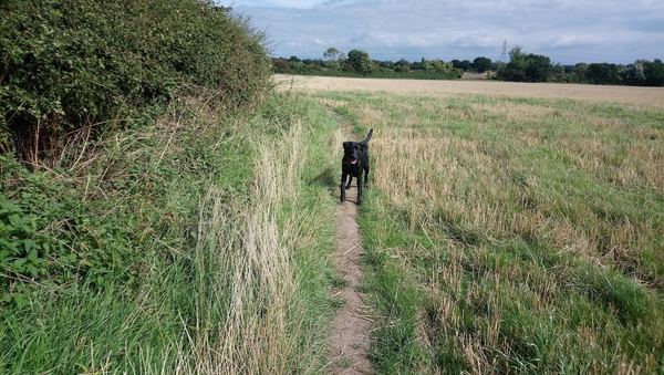 Spondon
