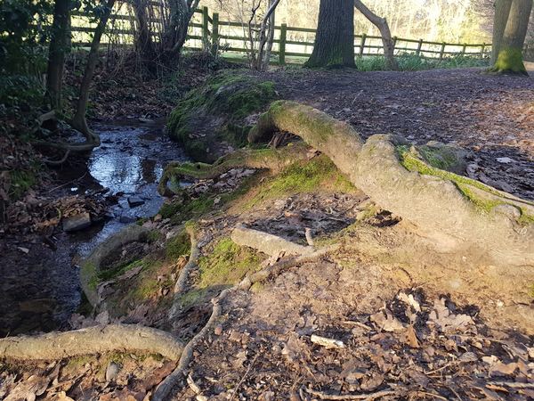 Swithland
