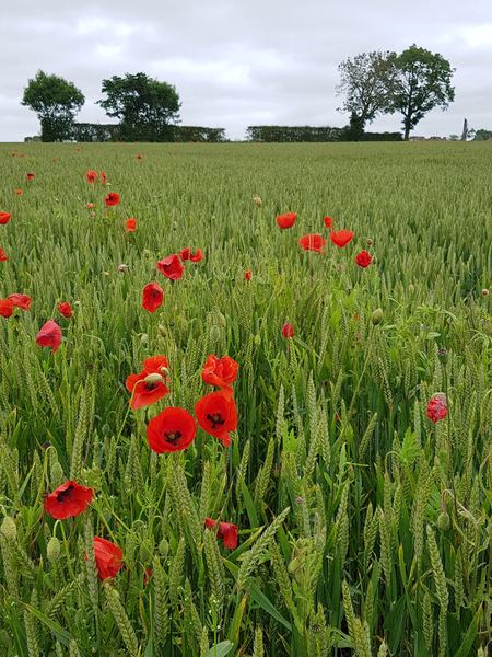 WEST CORNFORTH