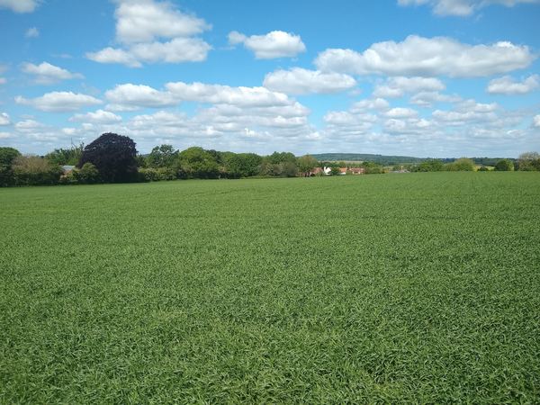 White Waltham