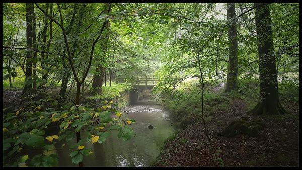 Whitecroft