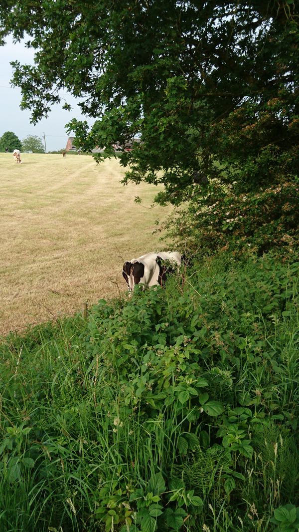 Whitegate