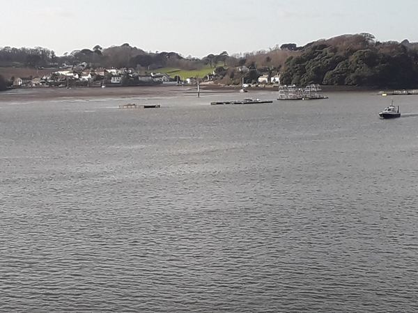 Wilcove