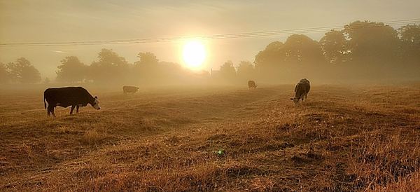Wistow