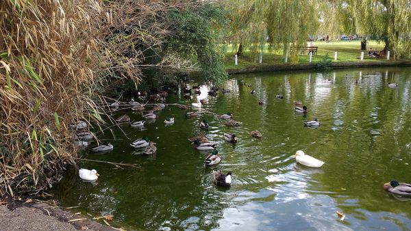 Writtle