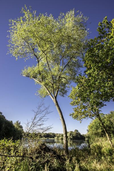 Yateley