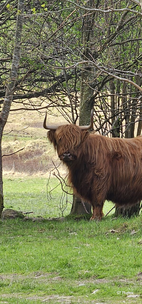 Glen Nevis Place
