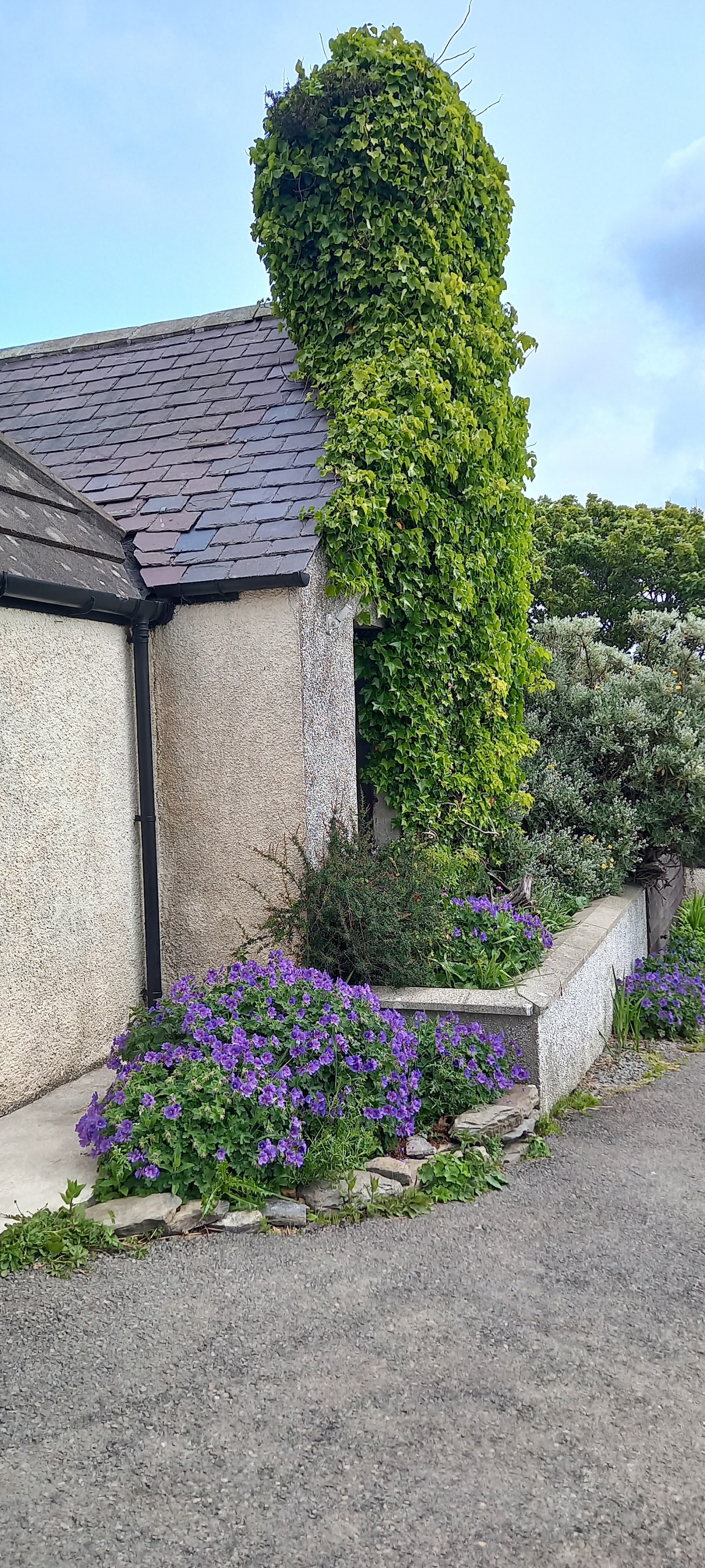 Scorrabrae