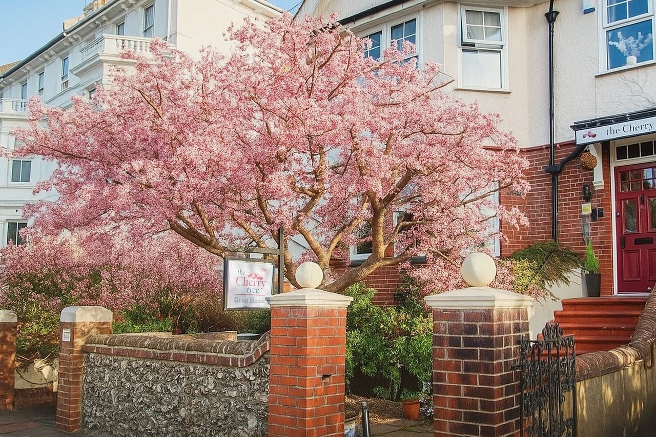 The Cherry Tree Guest House