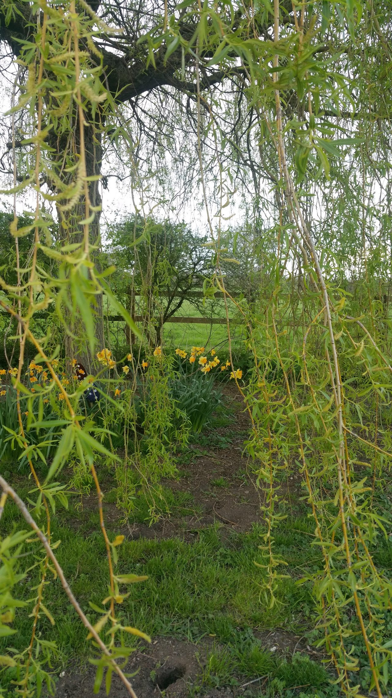 The Willows