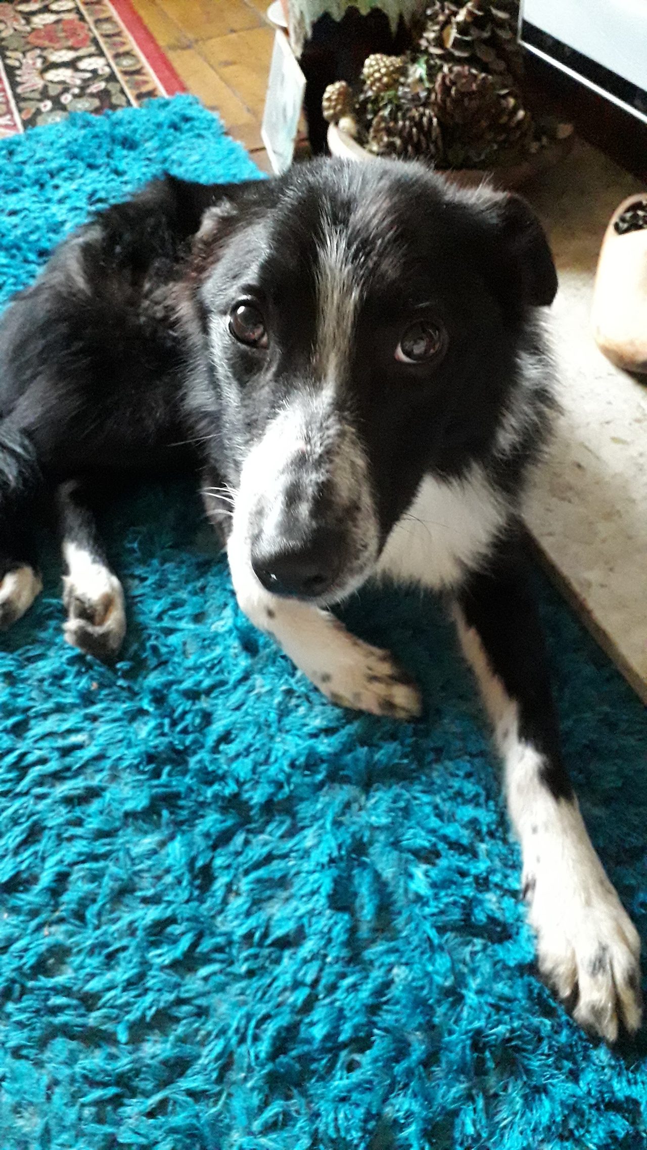 Animal Care Tea Rooms