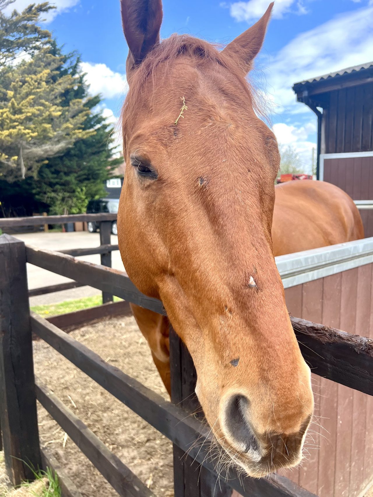 ARU - The Watering Hole