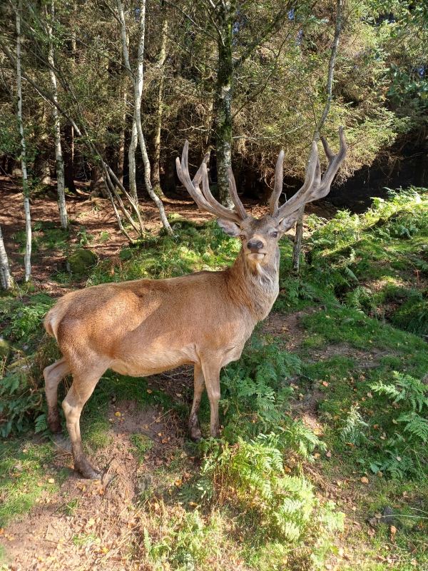 Bainloch Deer Park