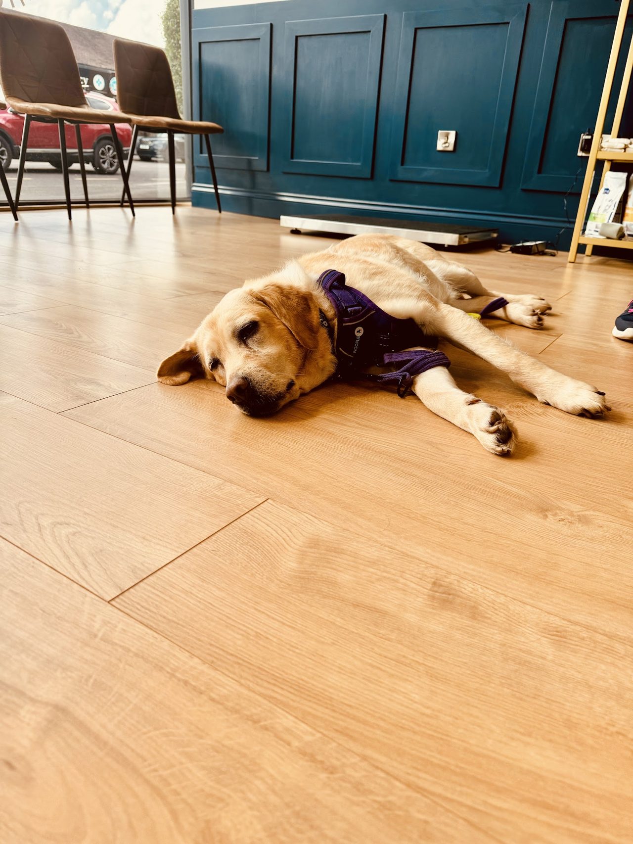 Bark & Brew @ Southside Veterinary Clinic