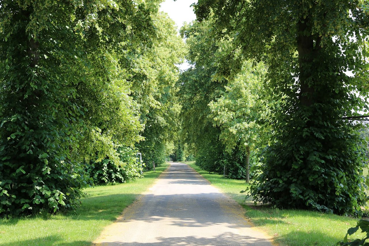 Barn Elms
