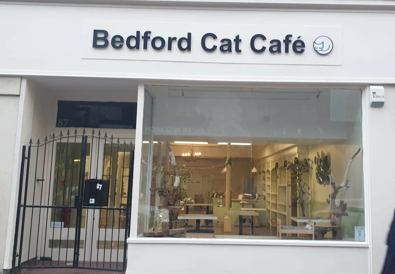 Bedford Cat Cafe