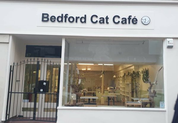Bedford Cat Cafe