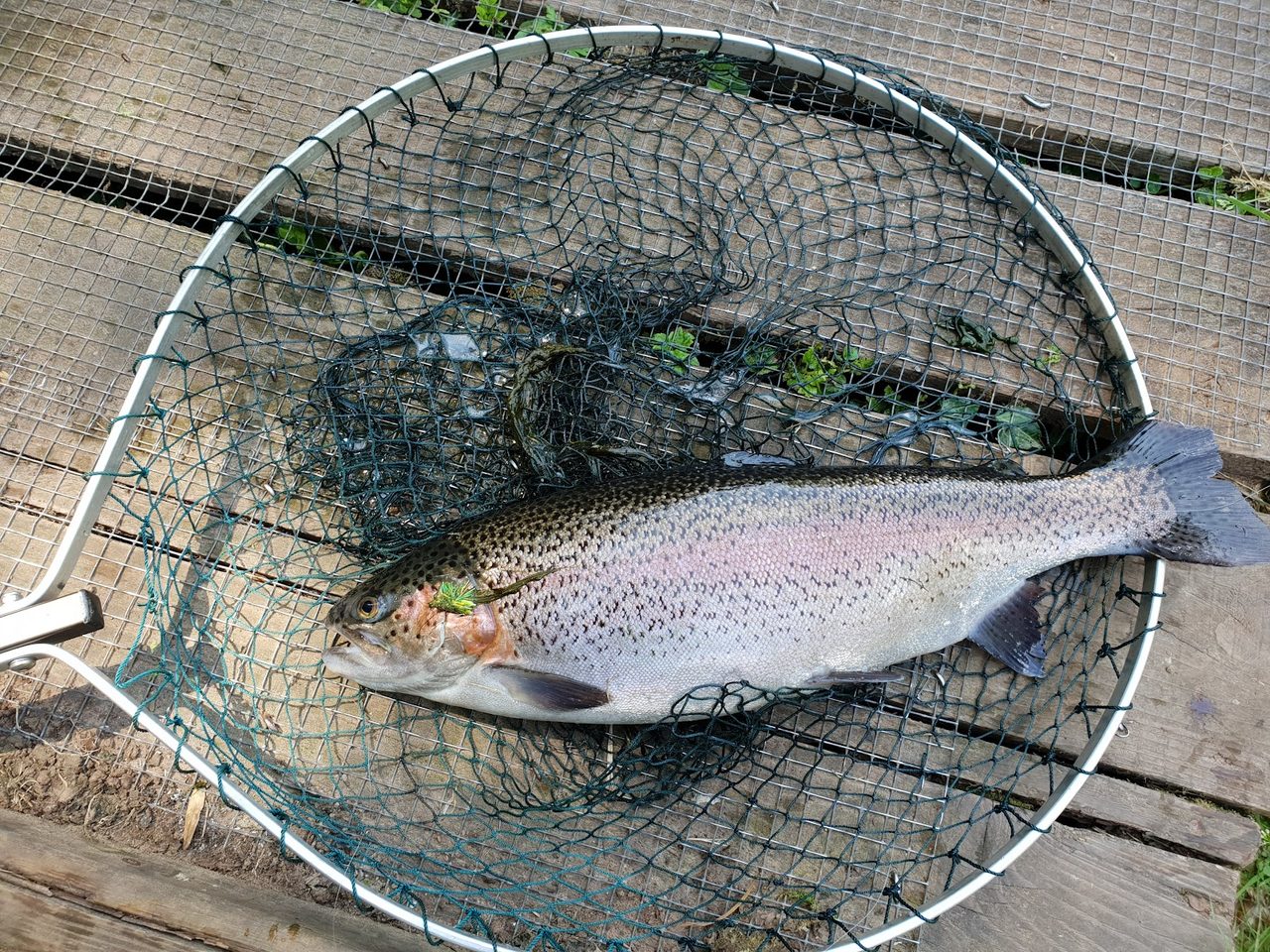Bigwell Fly Fishery