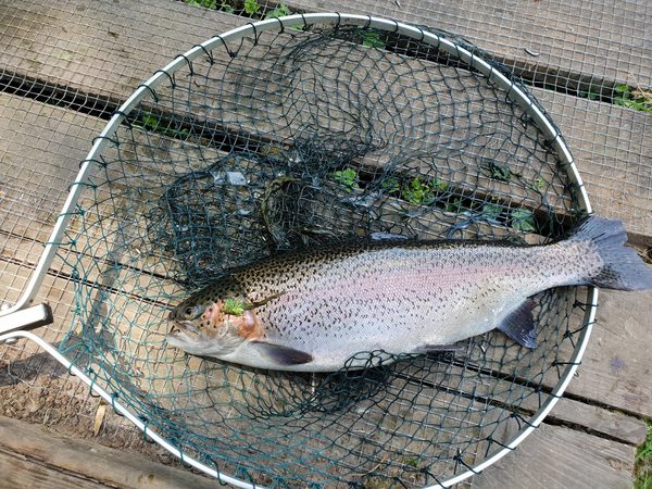 Bigwell Fly Fishery