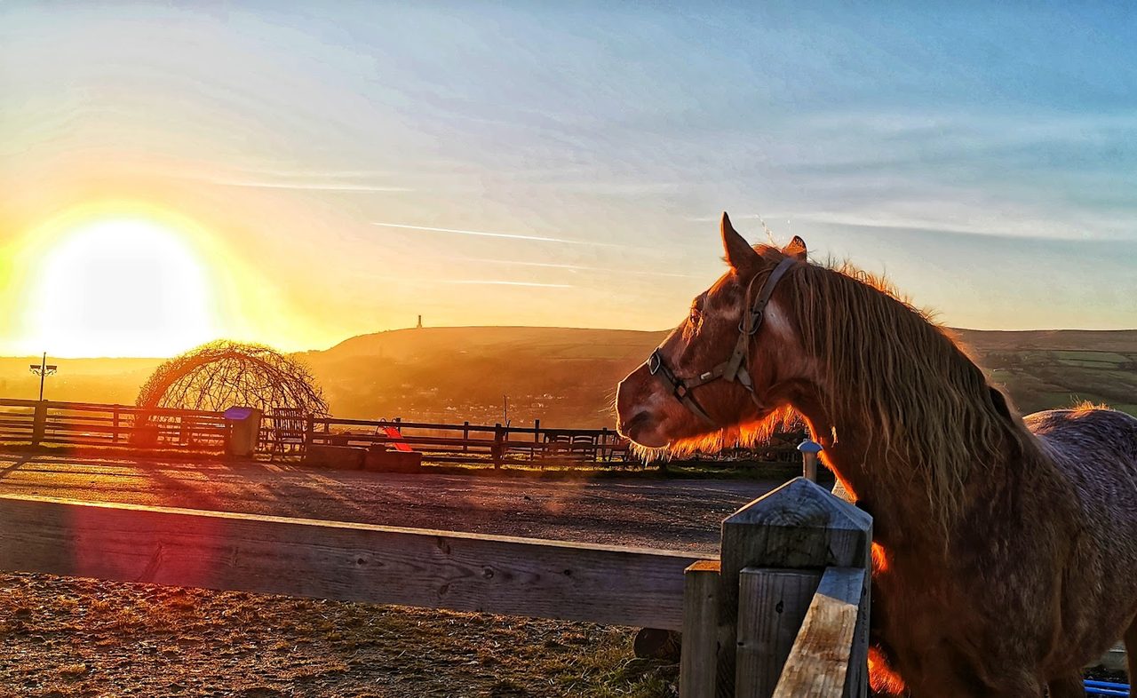Bleakholt Animal Sanctuary Cafe