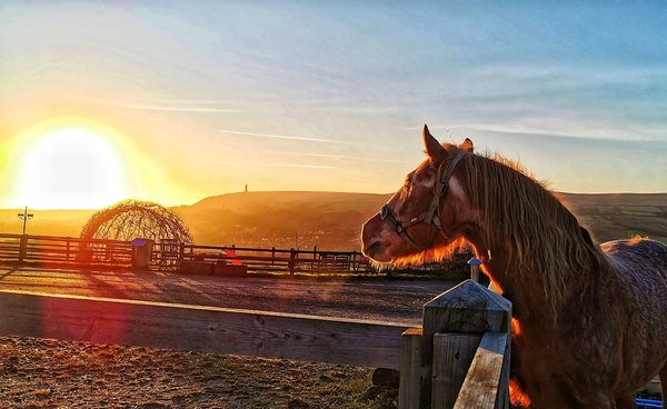 Bleakholt Animal Sanctuary Cafe