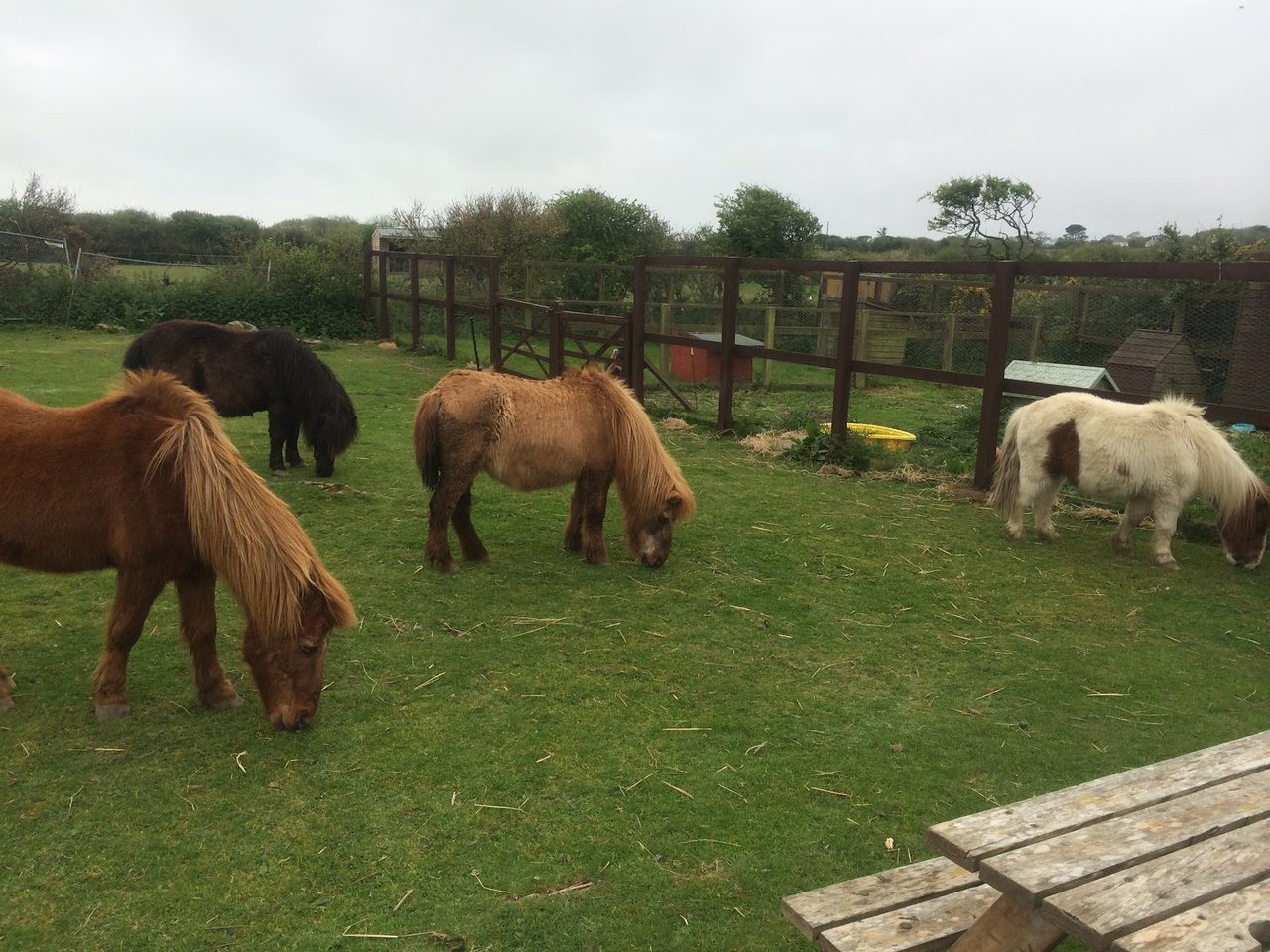 Bolenowe Animal Sanctuary