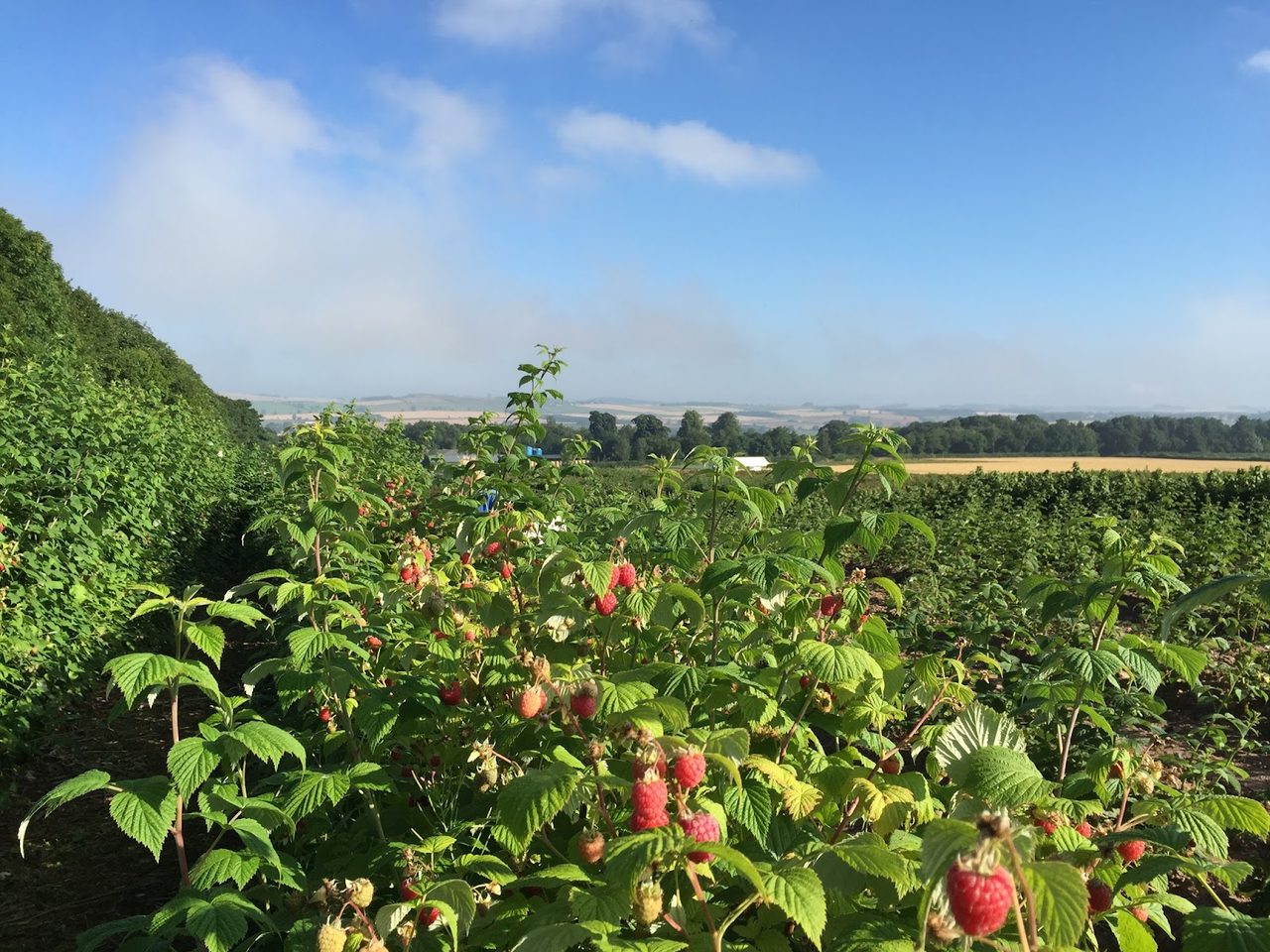 Border Berries