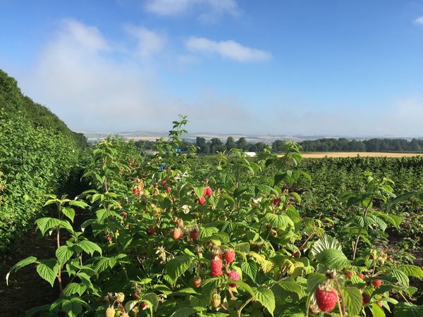 Border Berries