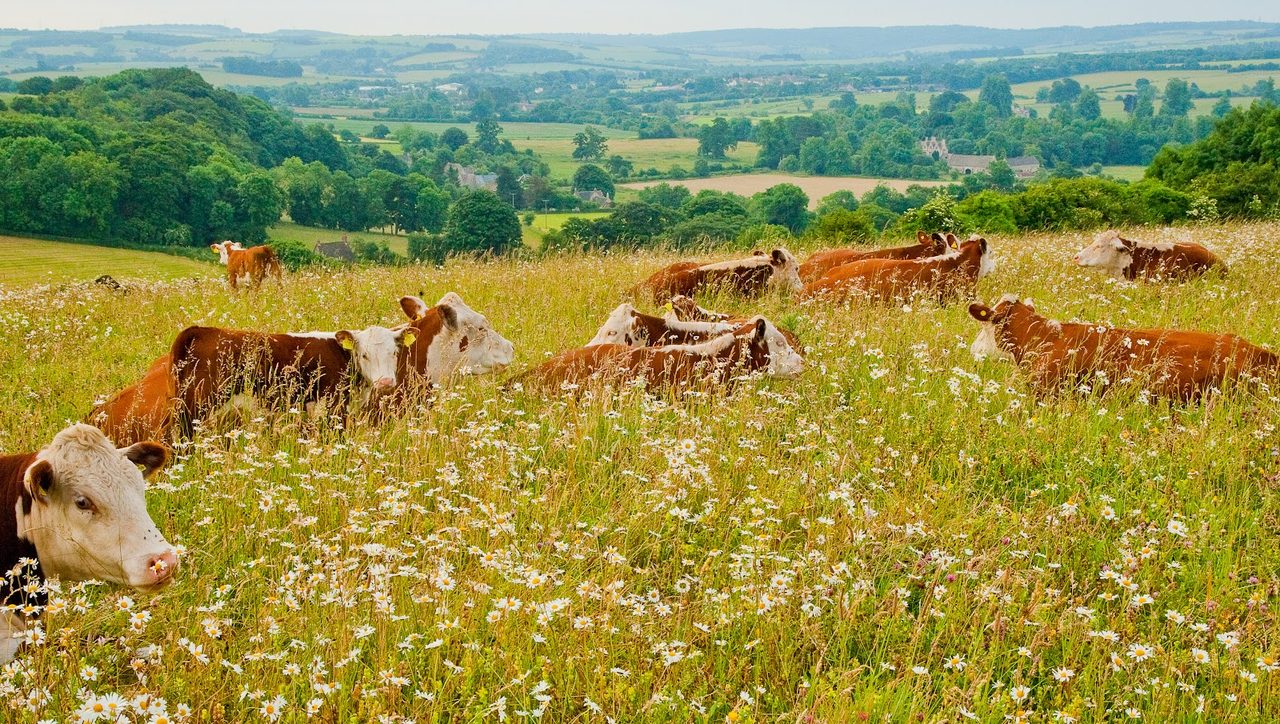 Boyd Farms - The Sainfoin Centre