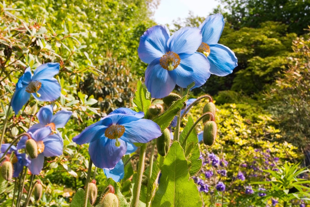 Branklyn Garden NTS