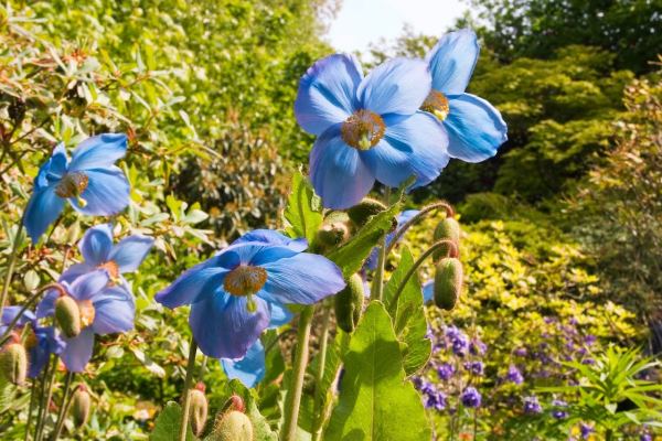 Branklyn Garden NTS