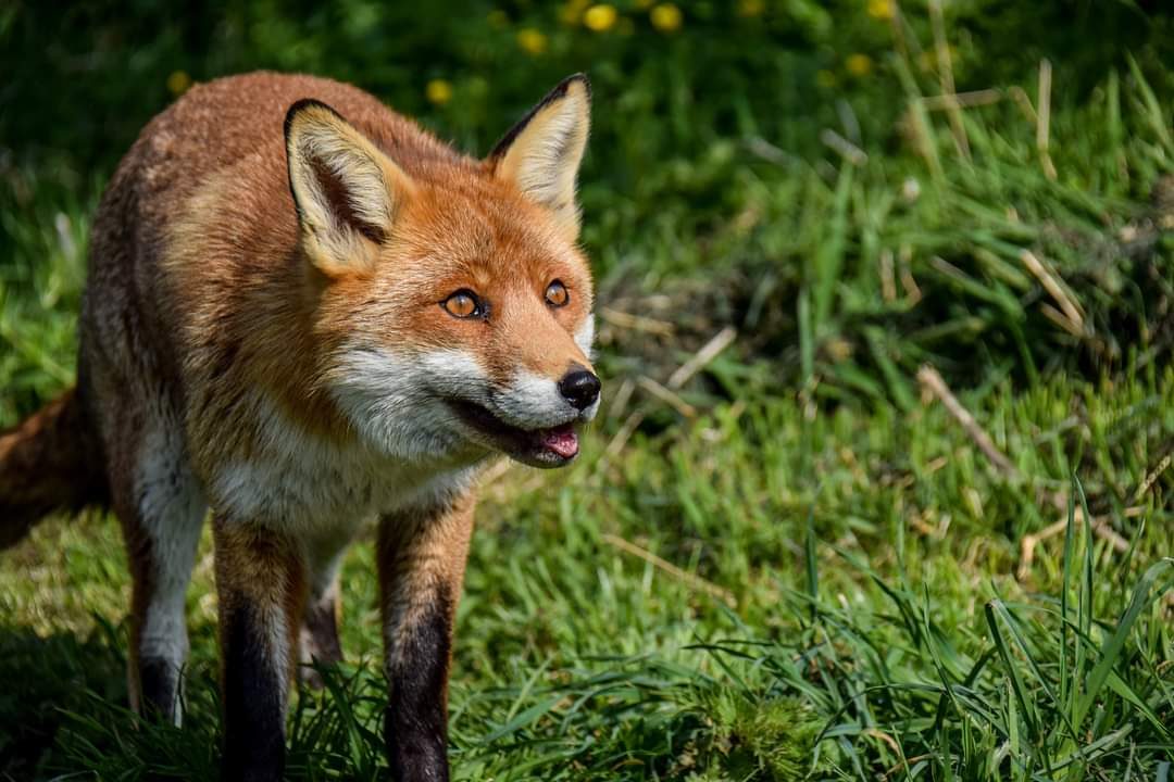 British Wildlife Centre