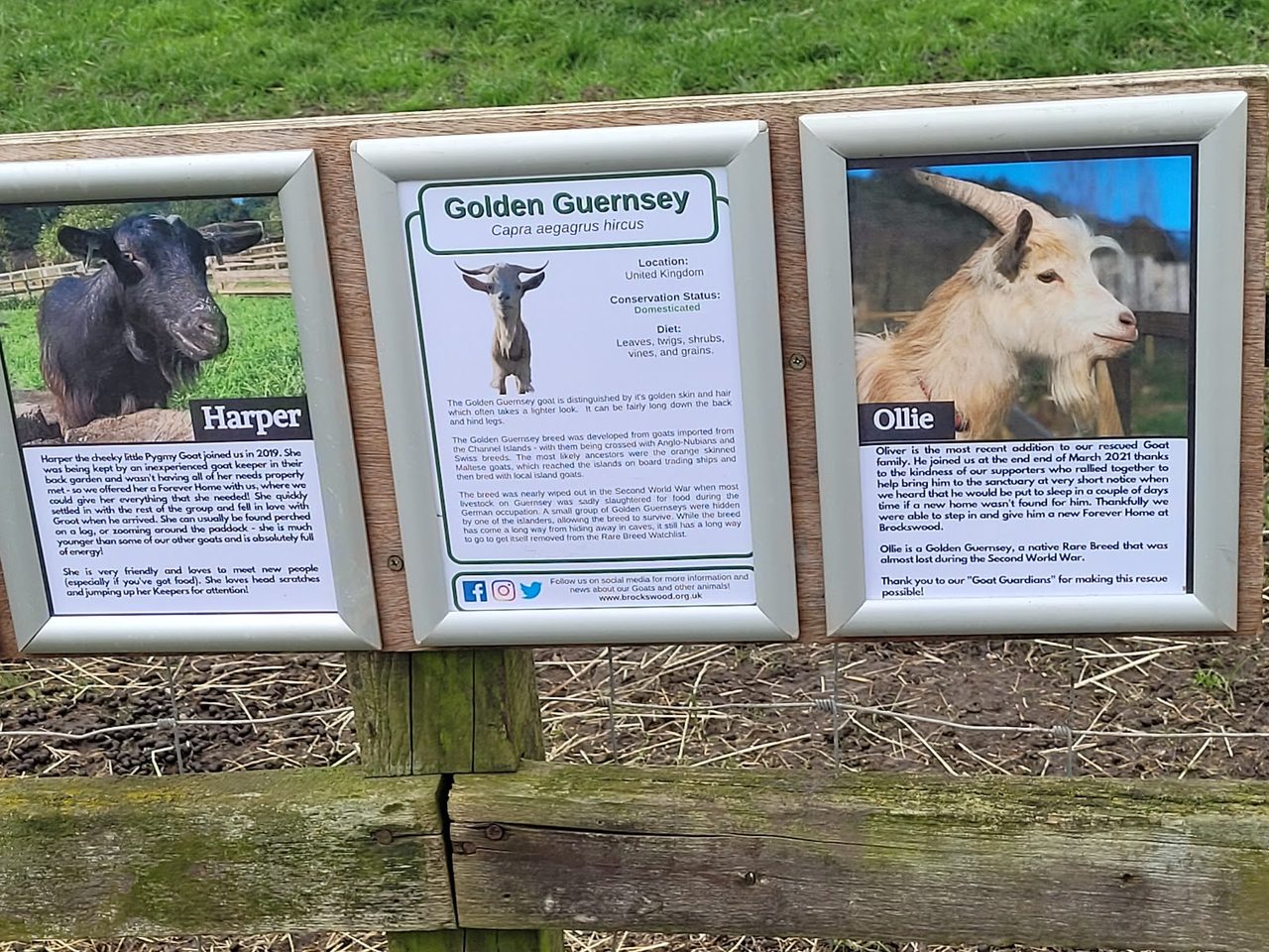 Brockswood Animal Sanctuary