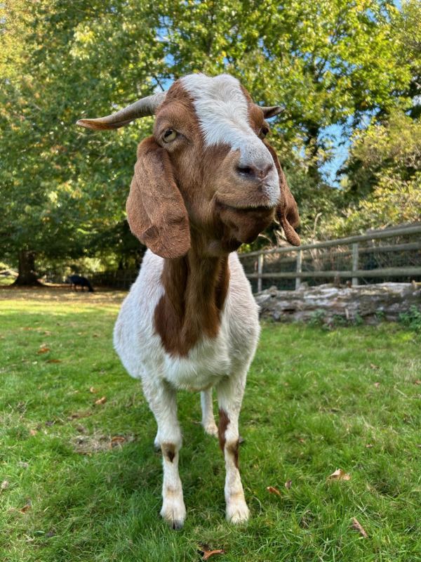 Buttercups Sanctuary For Goats