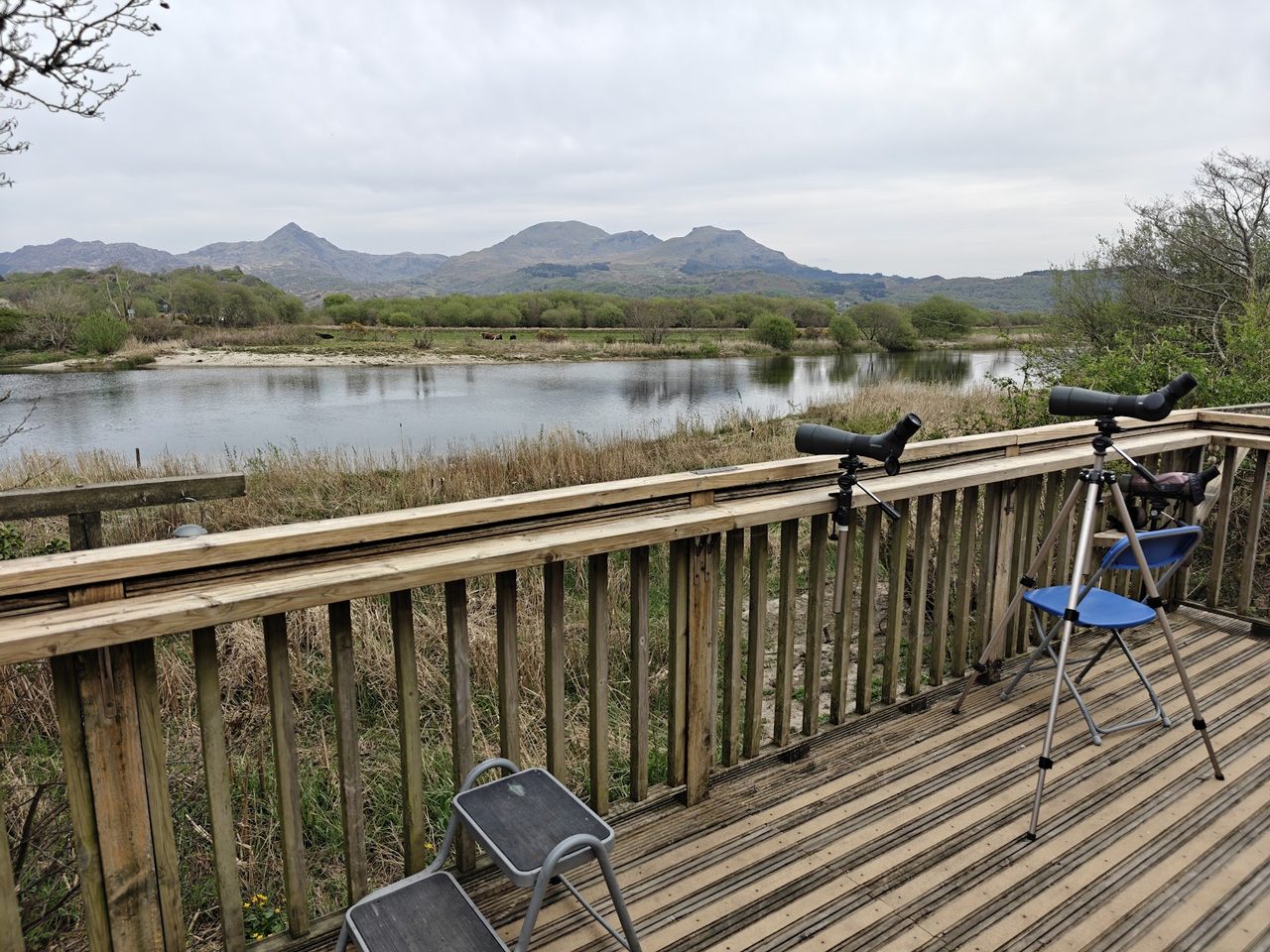 Bywyd Gwyllt Wildlife