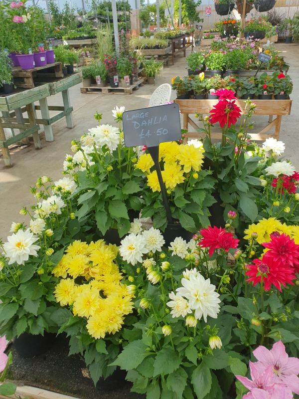 Cafe at Green Lane Nurseries Outlet