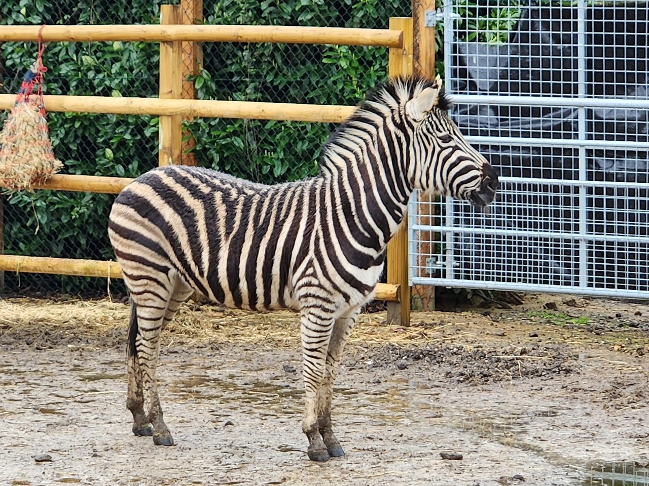 Call Of The Wild Zoo Ltd