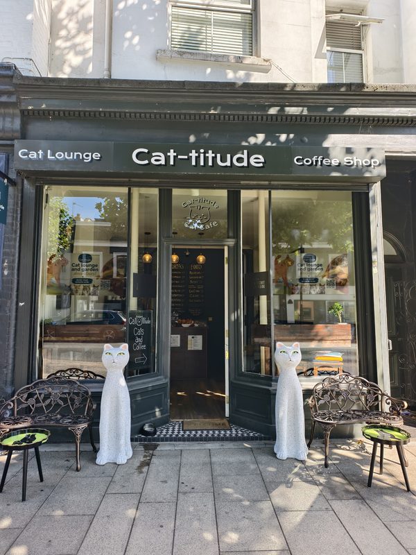 Cat-titude Cat Cafe