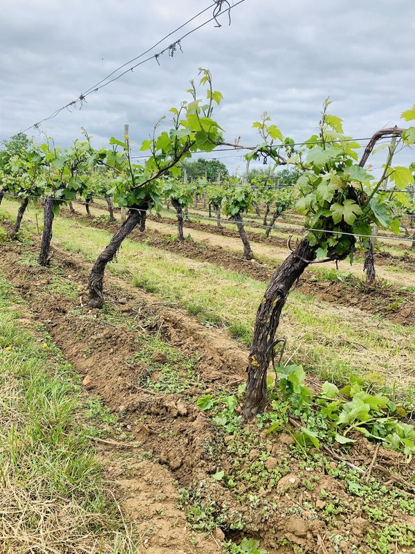 Chafor And Chafor T/A Chafor Wine Estate