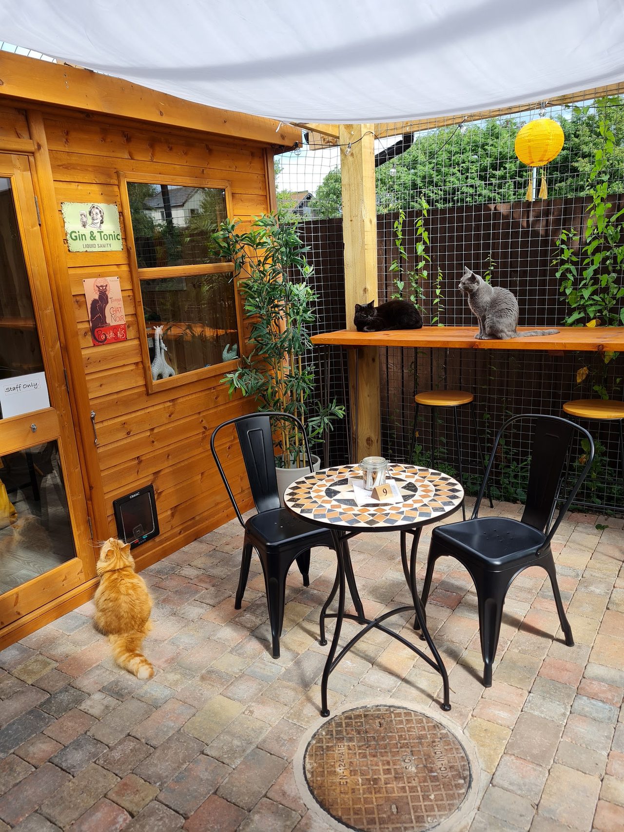 Charlies Cat Cafe