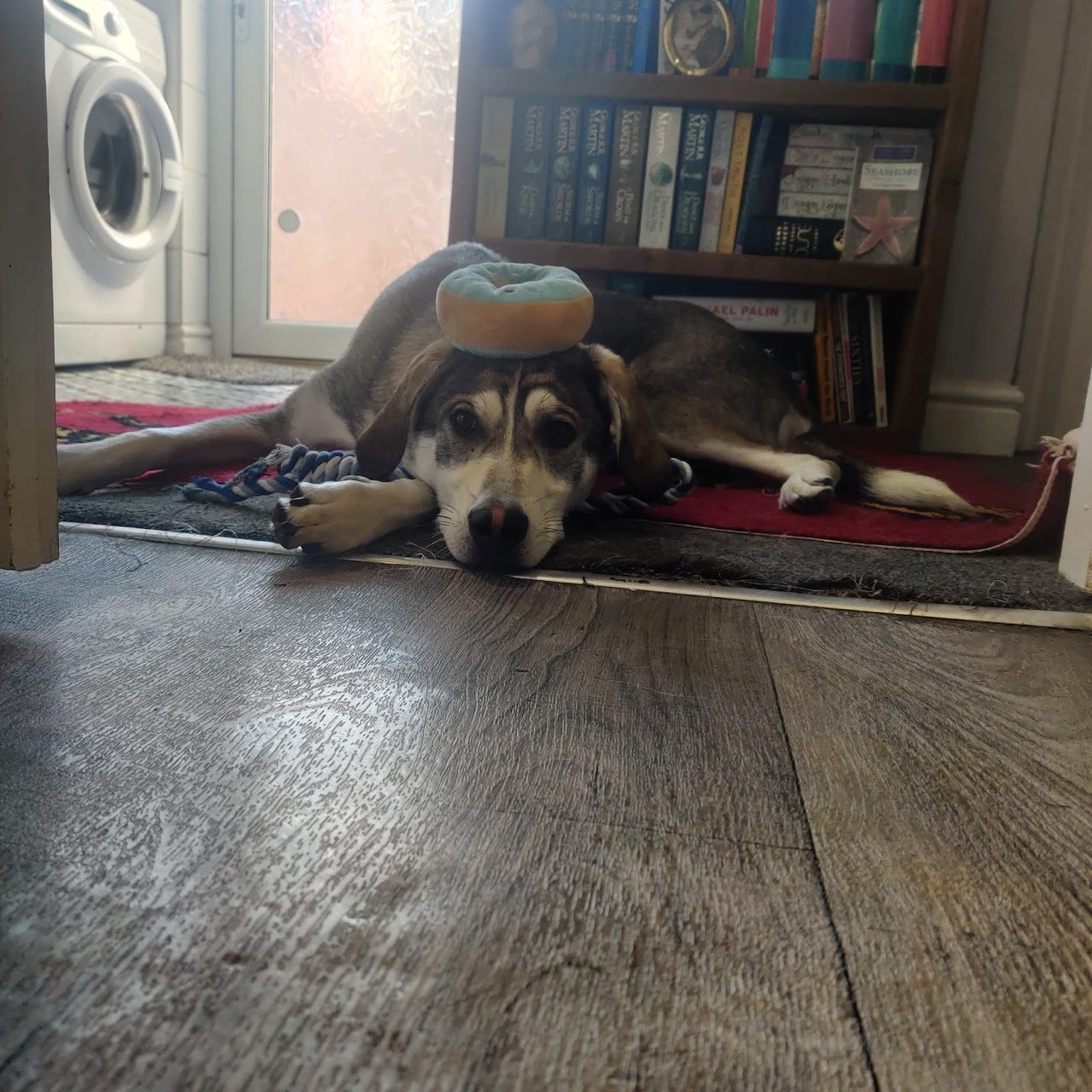 Coffee Paws@ Oakwood Dog Rescue