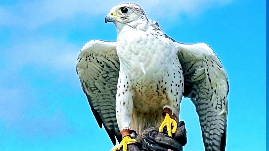Cornish Birds Of Prey CIC