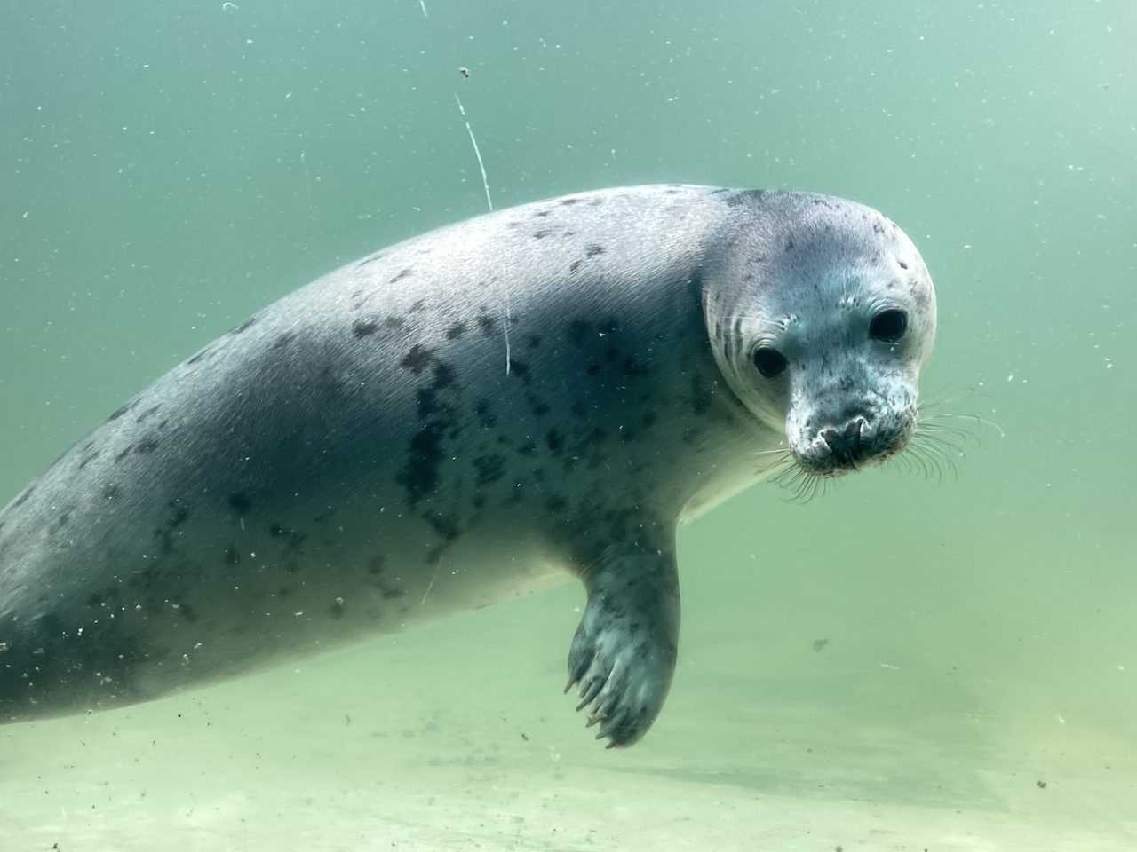 Cornish Seal Sanctuary